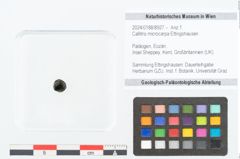 Foto (Objekt + Etikett) von Callitris microcarpa Ettingshausen (NHMW-GEO-2024-0188-8927)